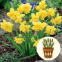 Нарцис Pencrebar в горщику 3 шт