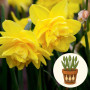 Нарцис Pencrebar в горщику 3 шт