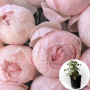 Роза в горшке Peony Pink 3 л