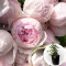 Роза в горшке Peony Pink 5 л