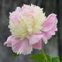 Півонія Petticoat Flounce(Петтікоут Флаунс)