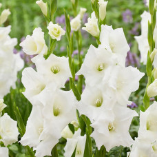 Гладіолус Piet Mohlen