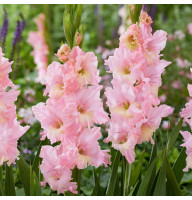 Гладиолус Pink Lightning