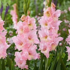 Гладіолус Pink Lightning