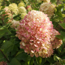 Гортензія Pinkachu 3 л