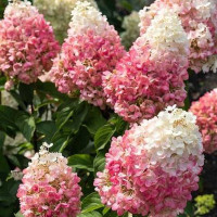 Гортензія Pinky Promise 3 л