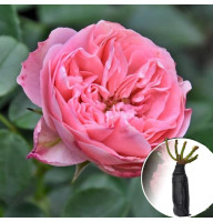 Троянда Playful Rokoko (Плейфул Рококо)