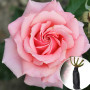 Роза штамбовая Poesie (Поезия)