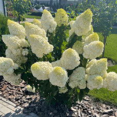 Гортензия Polar Bear 2 л Гортензия Polar Bear 2 л