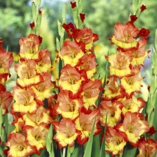 Гладіолус Prinses Margaret Rose
