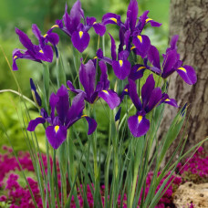 Ирис Hollandica Purple Sensation
