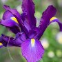 Ирис Hollandica Purple Sensation (Пьорпл Сенсейшн)