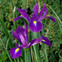 Ирис Hollandica Purple Sensation (Пьорпл Сенсейшн)