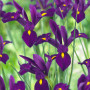 Ирис Hollandica Purple Sensation (Пьорпл Сенсейшн)