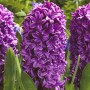 Гіацинт Purple Storm