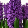 Гіацинт Purple Storm