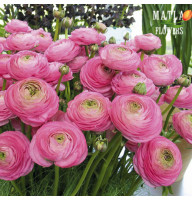 Лютик Ranunculus Aviv Pink