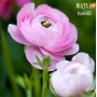 Цибулини Лютик Ranunculus Aviv Pink