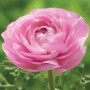 Лютик Ranunculus Tomer Pink
