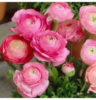 Лютик Ranunculus Tomer Pink