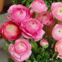 Лютик Ranunculus Tomer Pink