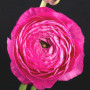 Лютик Ranunculus Tomer Pink