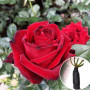 Роза Red Berlin (Ред Берлин)