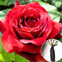 Роза Red Berlin (Ред Берлин)