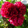 Півонія Red Grace(Ред Ґрейс)