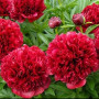 Півонія Red Grace(Ред Ґрейс)
