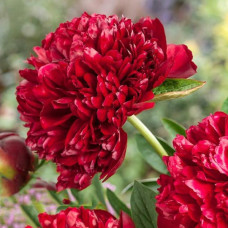 Півонія Red Grace(Ред Ґрейс)