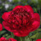 Півонія Red Charm 3/5 бруньок (Ред Чарм)