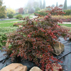 Барбарис средний Red Jewel 2 л