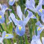 Ірис Reticulata Blue Planet