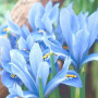 Ірис Reticulata Blue Planet