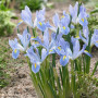 Ірис Reticulata Blue Planet