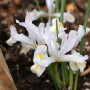 Ірис Reticulata Louise