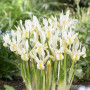 Ірис Reticulata Louise