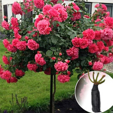 Роза штамбовая Rosarium Uetersen (Розариум Ютерзен)