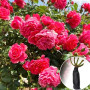 Роза штамбовая Rosarium Uetersen (Розариум Ютерзен)