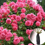 Роза штамбовая Rosarium Uetersen (Розариум Ютерзен)