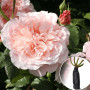 Роза штамбовая Rose de Tolbiac (Розе де Толбиак)