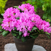 Рододендрон 3-х річний Roseum Elegan в горщику