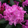 Рододендрон 3-х летний Roseum Elegan в горшке