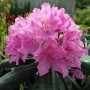 Рододендрон 3-х летний Roseum Elegan в горшке