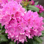 Рододендрон 3-х летний Roseum Elegan в горшке