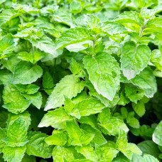 М'ята Rotundifolia (Яблучна) в горшке 0,5 л