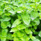 М'ята Rotundifolia (Яблучна) в горщику 0,5 л