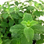 М'ята Rotundifolia (Яблучна) в горшке 0,5 л
