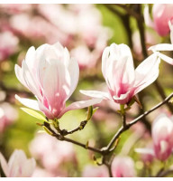 Магнолия 5-ти летняя Rouged Alabaster в горшке